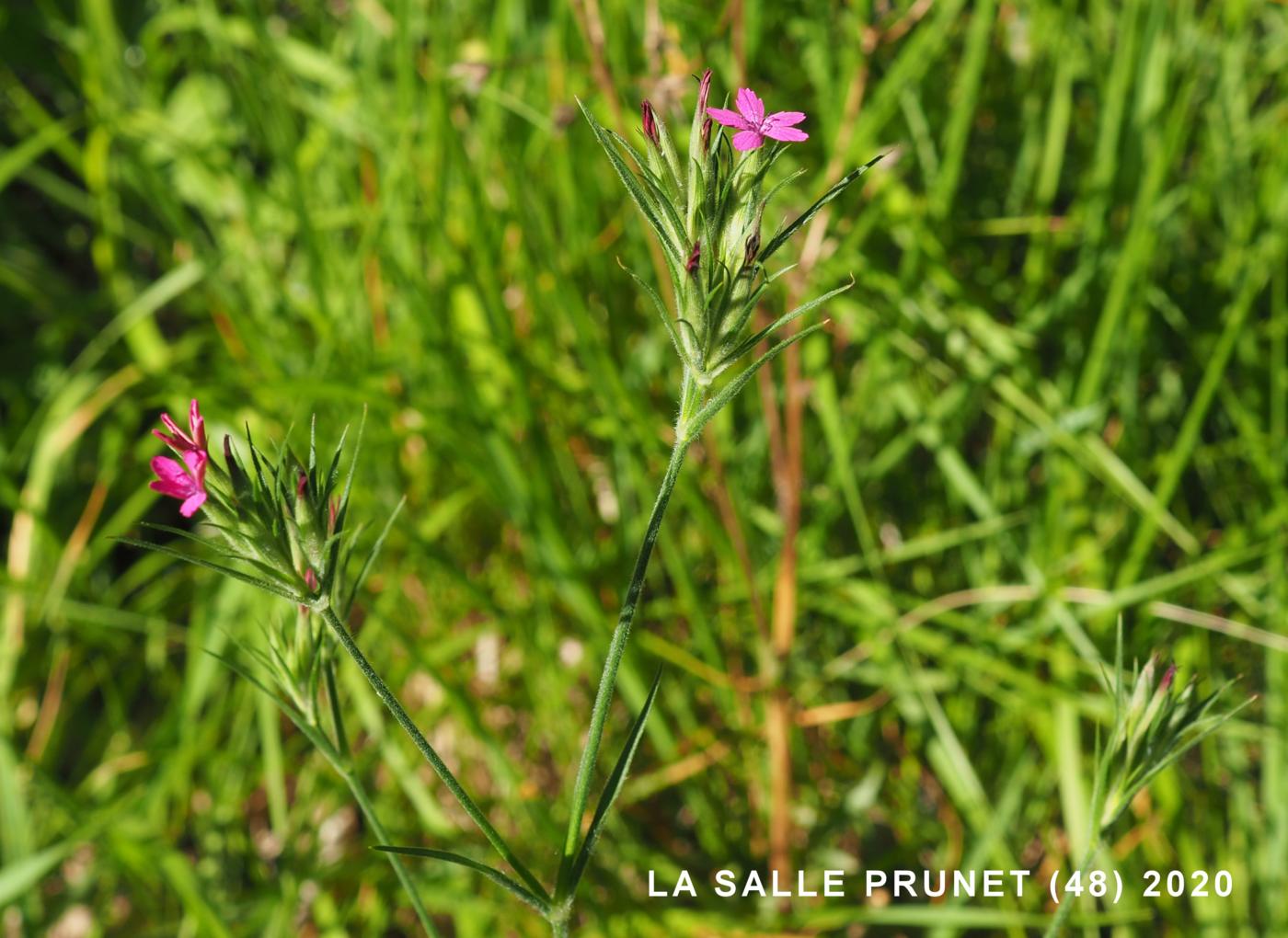 Pink, Deptford plant